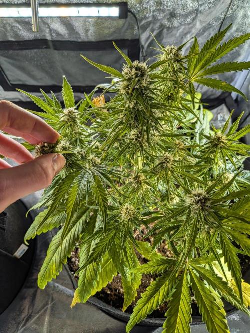 Purple haze. Week 6