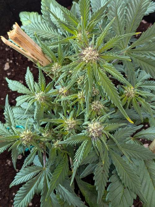 Purple haze. Week 6