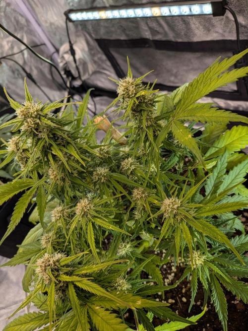 Purple haze. Week 6