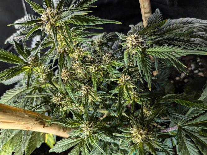 Purple haze. Week 6