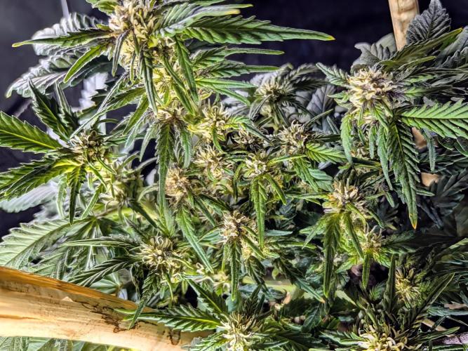 Purple haze. Week 6