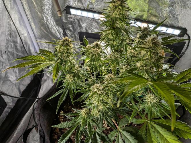 Purple haze. Week 6