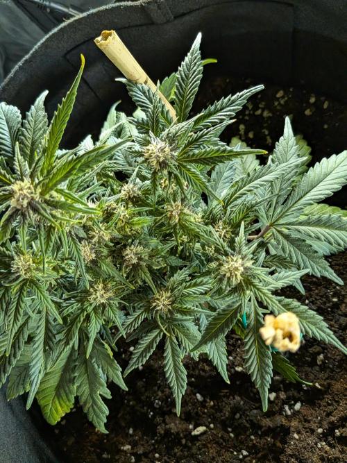 Purple haze. Week 6
