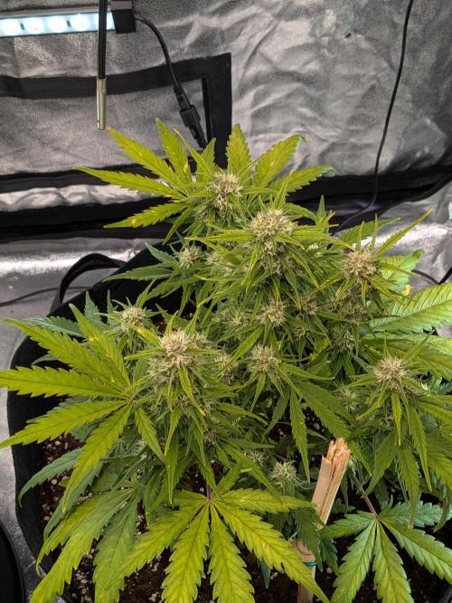 Purple haze. Week 6