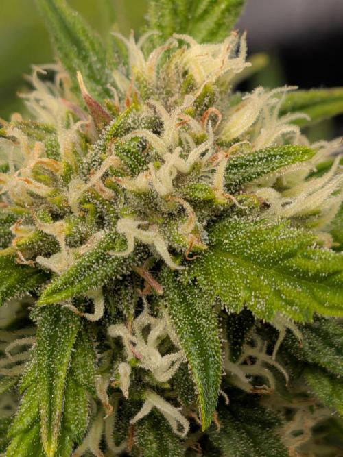 Purple haze. Week 6