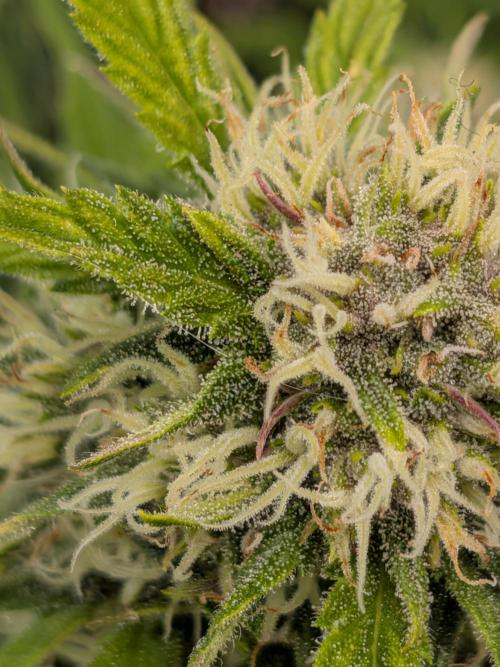 Purple haze. Week 6