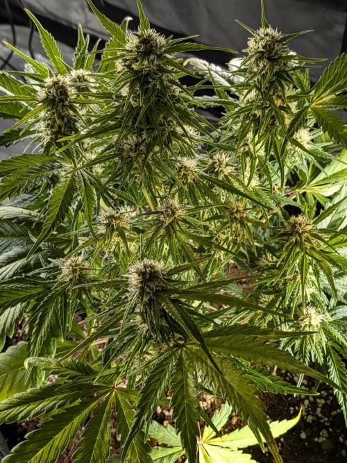 Purple haze. Week 6