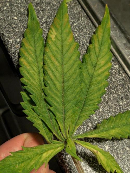 Purple haze. Week 6