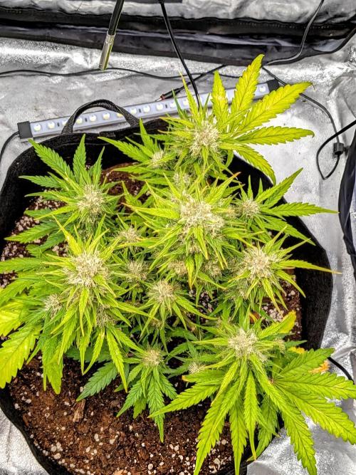 Purple haze. Week 7
