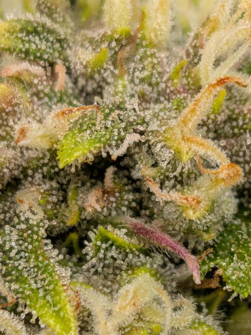 Purple haze. Week 7