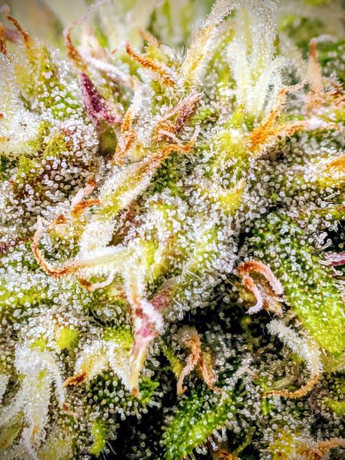 Purple haze. Week 7