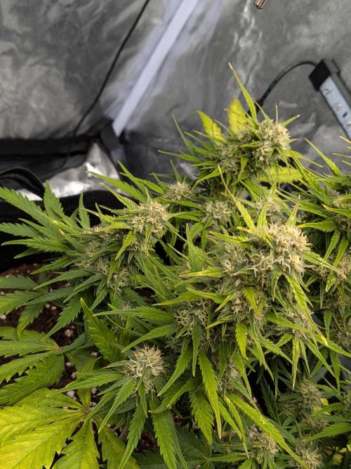 Purple haze. Week 7