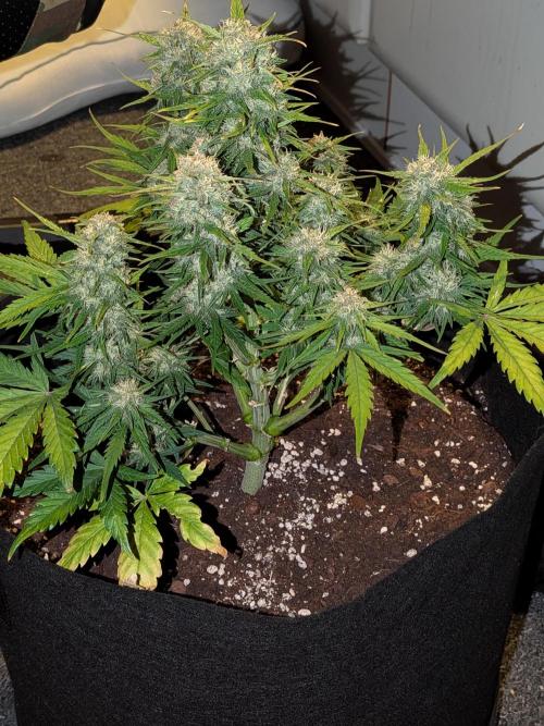 Purple haze. Week 7