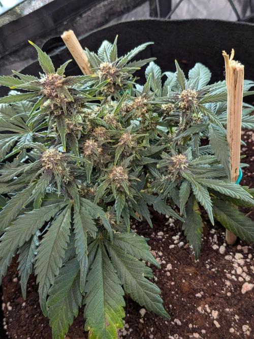 Purple haze. Week 7