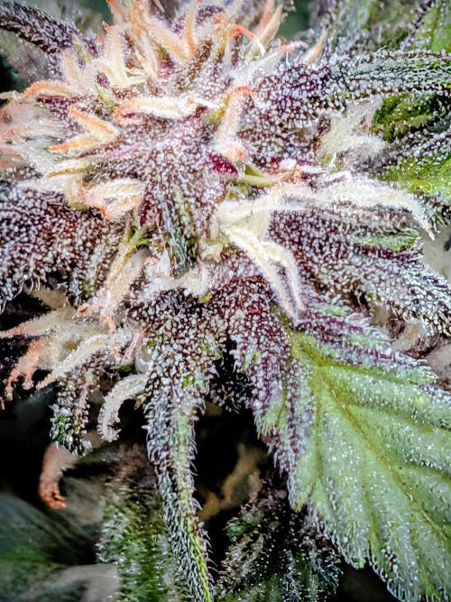 Purple haze. Week 7