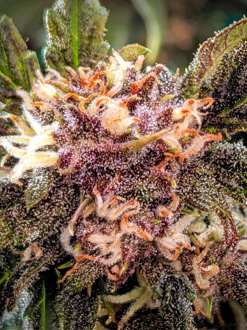 Purple haze. Week 7