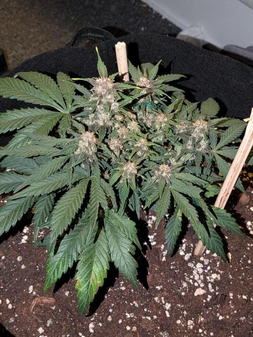 Purple haze. Week 7