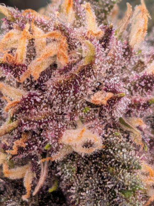 Purple haze. Week 7
