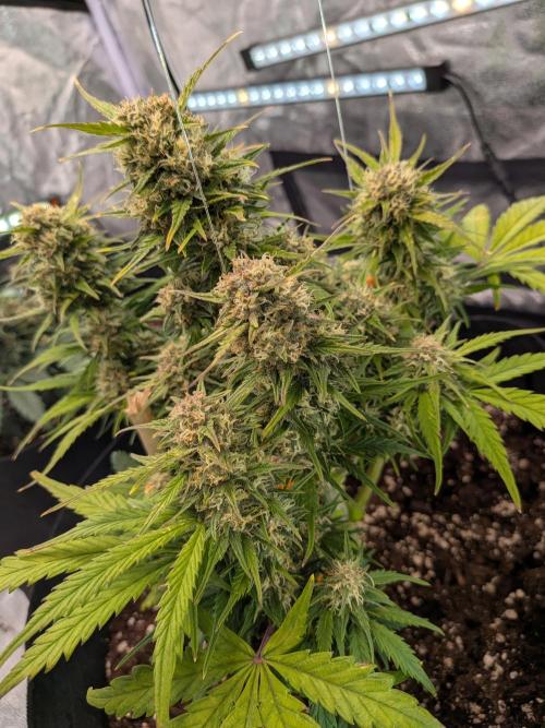 Purple haze. Week 7