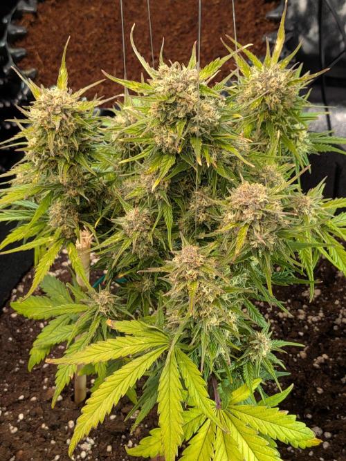 Purple haze. Week 8