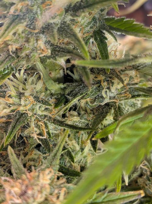 Purple haze. Week 8