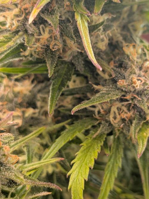 Purple haze. Week 8