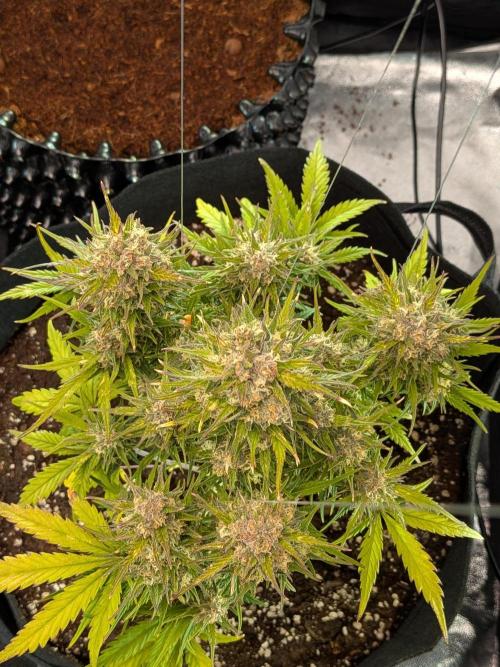 Purple haze. Week 8