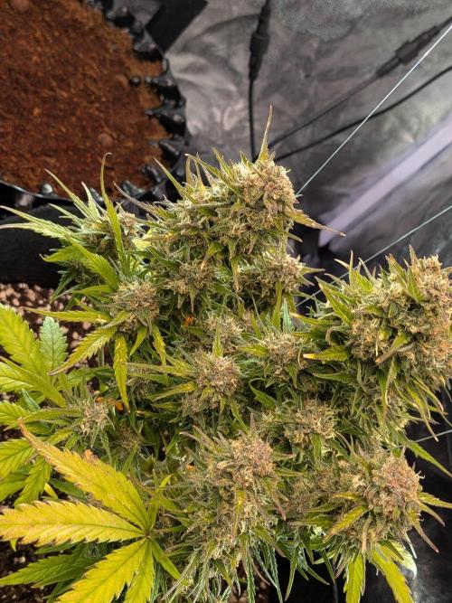 Purple haze. Week 8