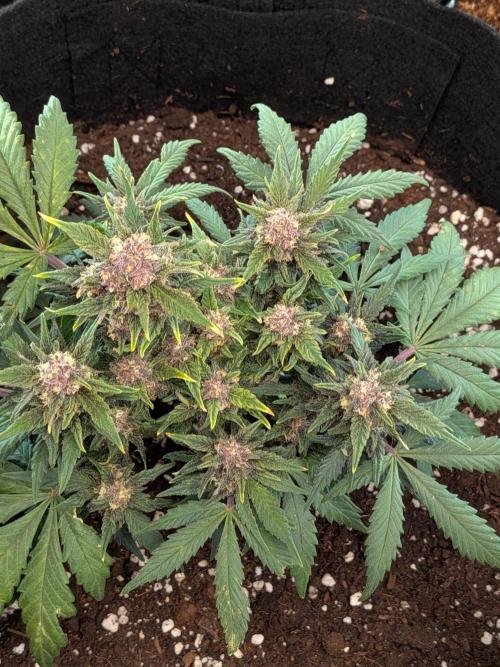 Purple haze. Week 8