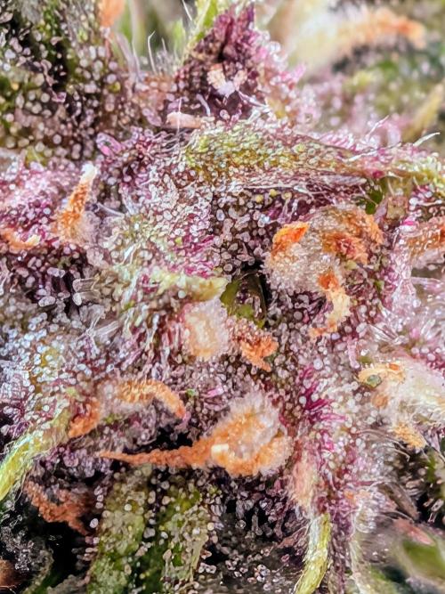 Purple haze. Week 8