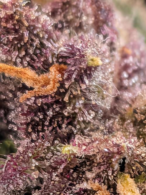 Purple haze. Week 8