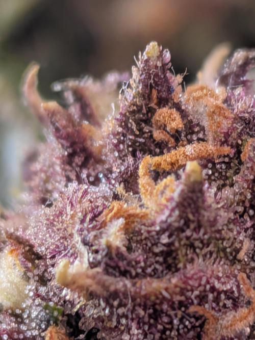 Purple haze. Week 8