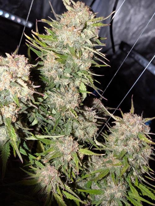 Purple haze. Week 8