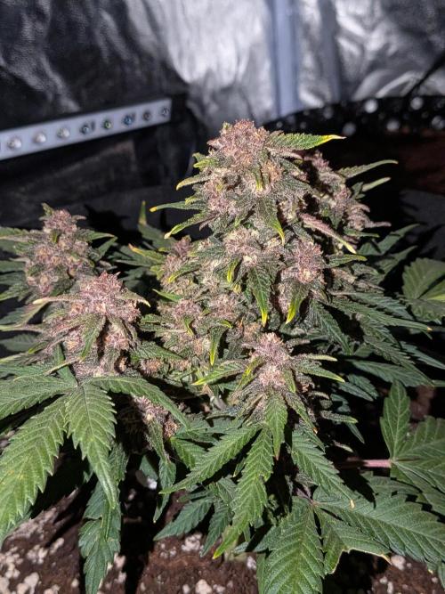 Purple haze. Week 8