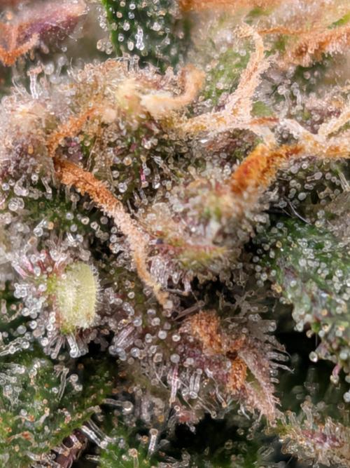 Purple haze. Week 8