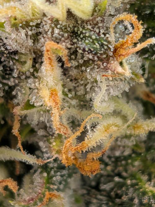 Purple haze. Week 8