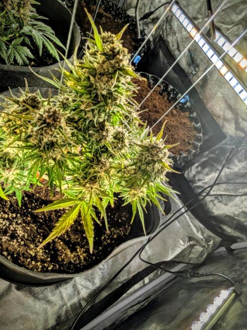 Purple haze. Week 8