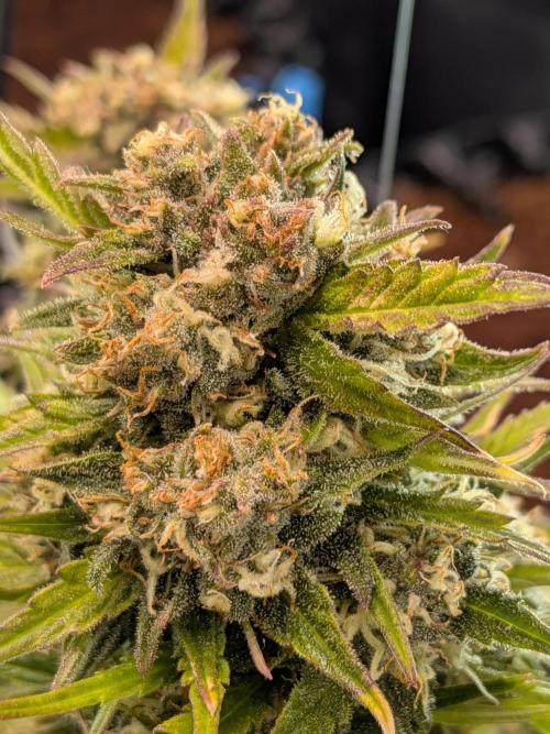 Purple haze. Week 8