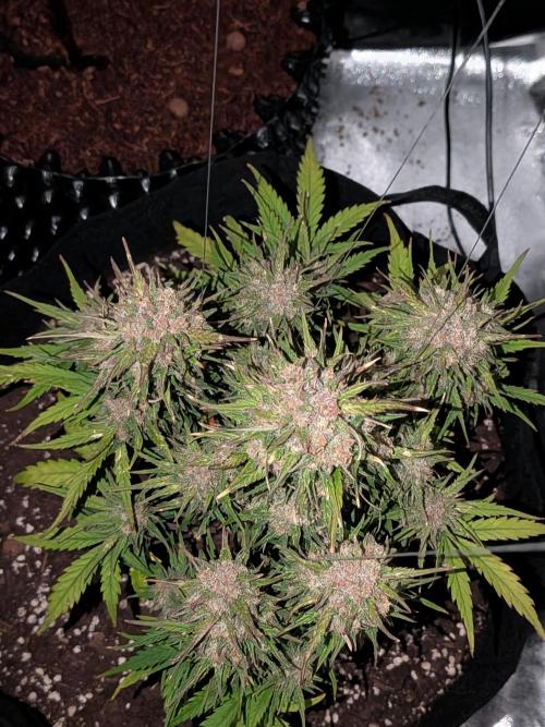 Purple haze. Week 8