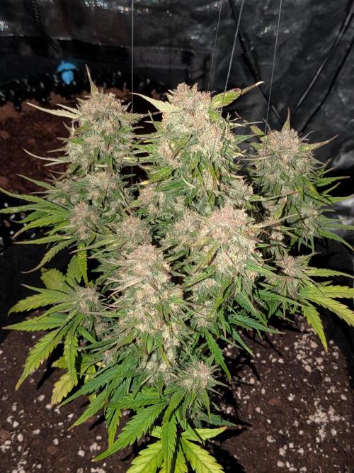 Purple haze. Week 8