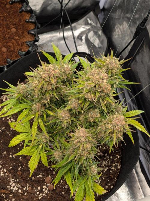 Purple haze. Week 8