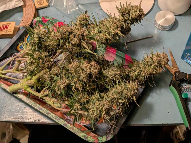Purple haze. Week 8