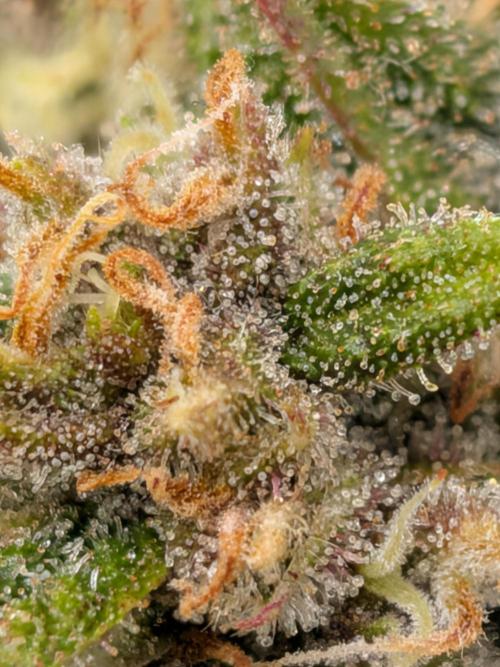 Purple haze. Week 8