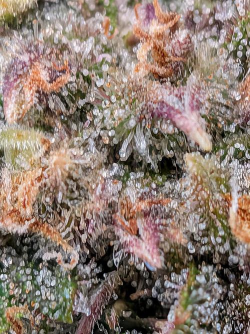 Purple haze. Week 8
