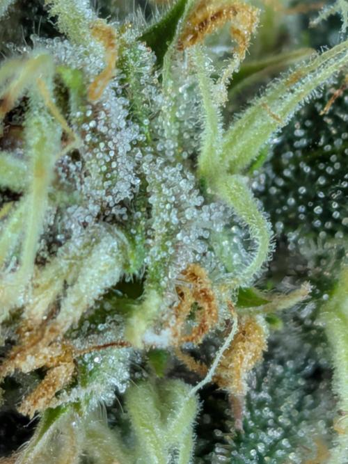 Purple haze. Week 8