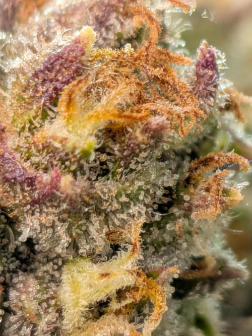Purple haze. Week 8