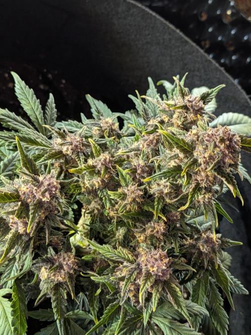 Purple haze. Week 8