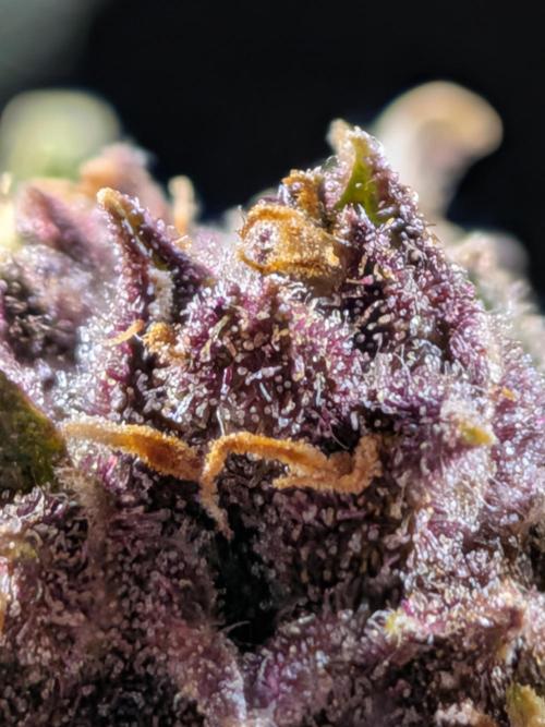 Purple haze. Week 8