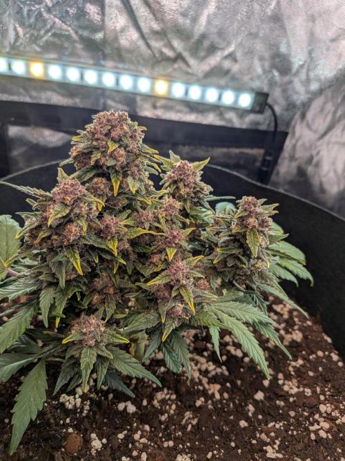Purple haze. Week 8