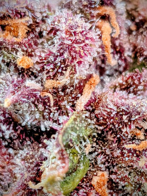 Purple haze. Week 8